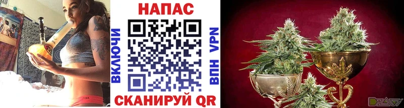 Купить  Сураж  Марихуана планчик 